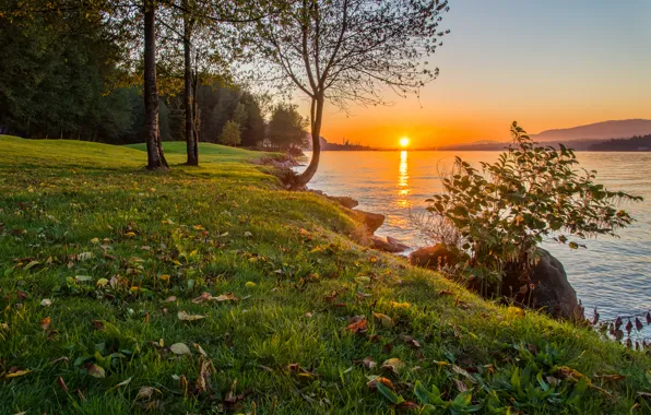 Картинка лес, природа, река, вечер