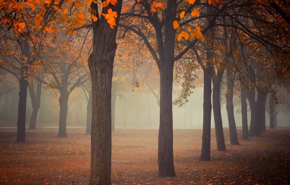 Осень, деревья, парк