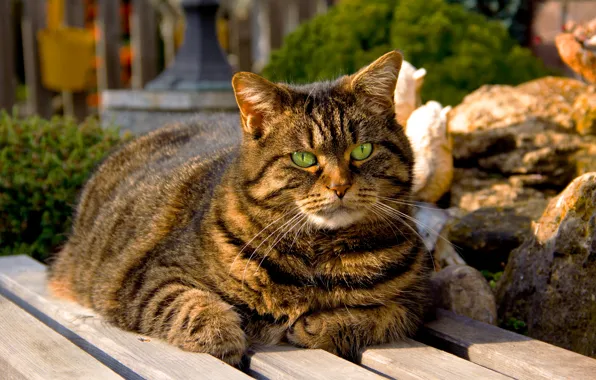 Картинка кошка, глаза, кот, зеленые, лавка, сидит, полосатый, скамья