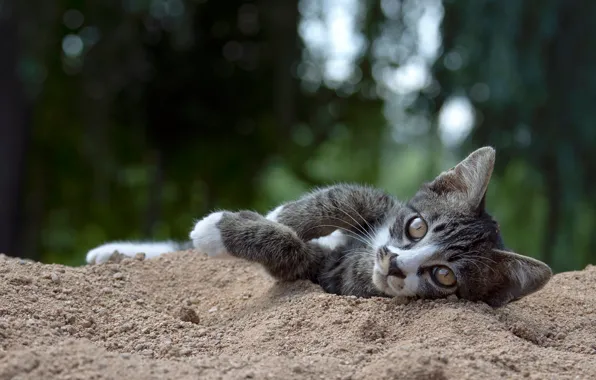 Песок, кошка, взгляд, природа, котенок, серый, лапы, лежит