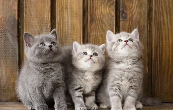 Картинка котята, малыши, трио, троица