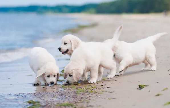 Собаки, пляж, щенки, квартет