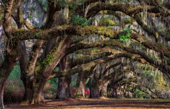 Картинка деревья, весна, Южная Каролина, США, штат, Чарльстон