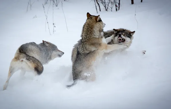 Картинка зима, снег, борьба, волки