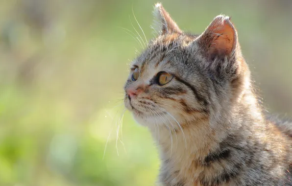 Зелень, кошка, кот, морда, солнце, фокус