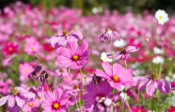 Поле, лето, цветы, colorful, луг, summer, розовые, field