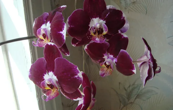Красота, орхидея, немного экзотики