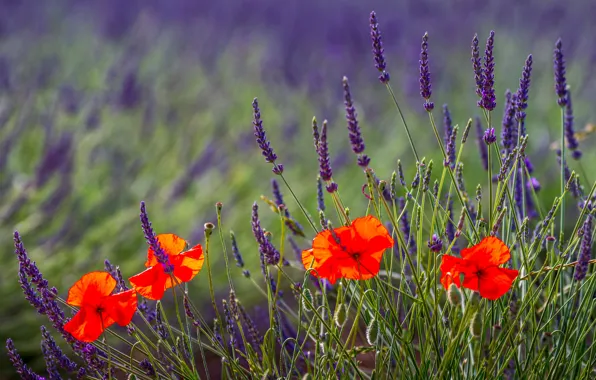 Картинка поле, природа, маки, field, nature, лаванда, lavender, poppies