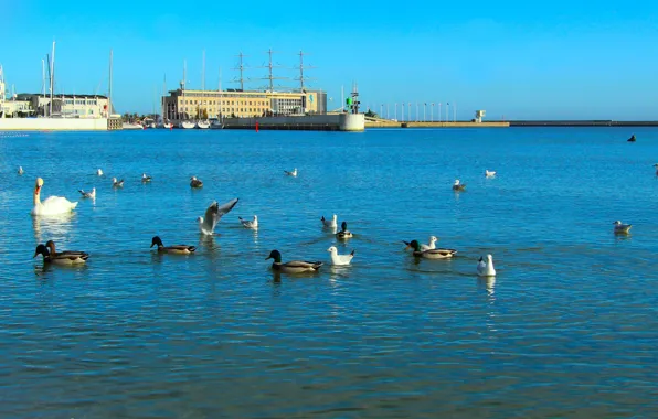 Beach, sea, bird, water, baltic