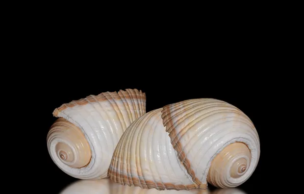 Still life, decoration, seashells