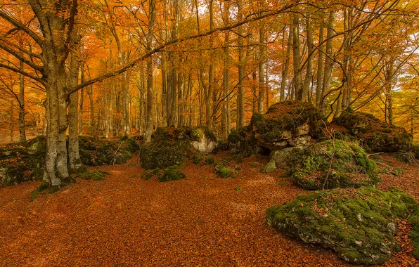 Осень, лес, деревья, камни, мох, Испания, Страна Басков, Urabain