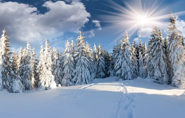 Картинка зима, лес, солнце, облака, снег, ёлки, тропинка