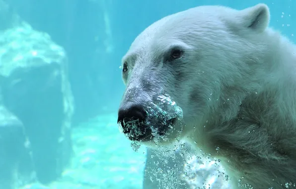 Картинка морда, вода, пузыри, медведь, белый медведь, под водой, полярный медведь