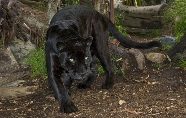Картинка кошка, пантера, черный ягуар