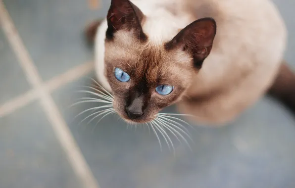 Картинка кошка, глаза, кот, шерсть, голубые
