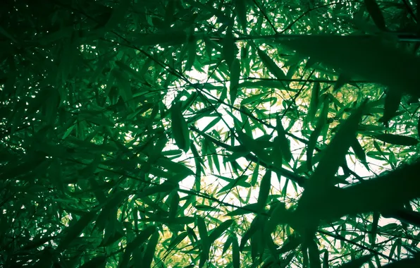 Картинка зелень, листья, свет, ветки, природа, заросли, бамбук, nature