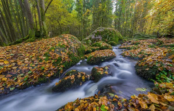 Картинка осень, лес, деревья, ручей, камни, Германия, Бавария, речка