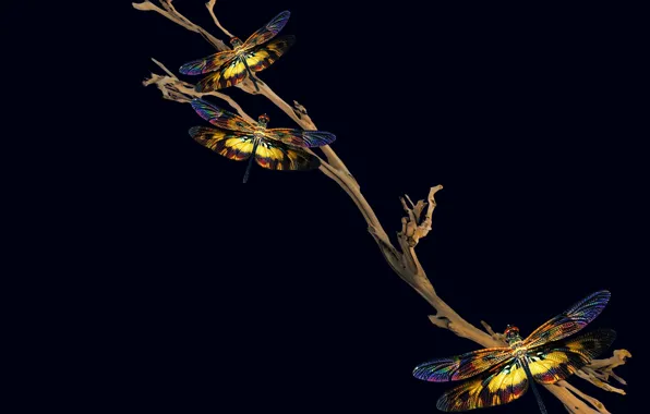 Night, insect, brach, dragonflies, shadows and light