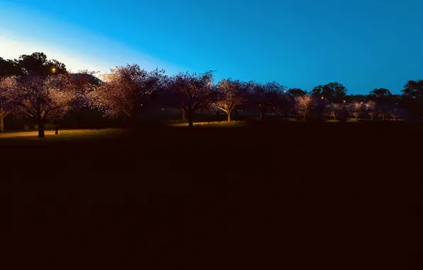 HDR, Sky, Lights, Spring, Game, Trees, Lamps, UHD
