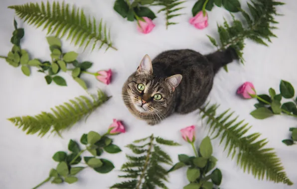 Кошка, кот, взгляд, цветы, розы, мордашка, вид сверху