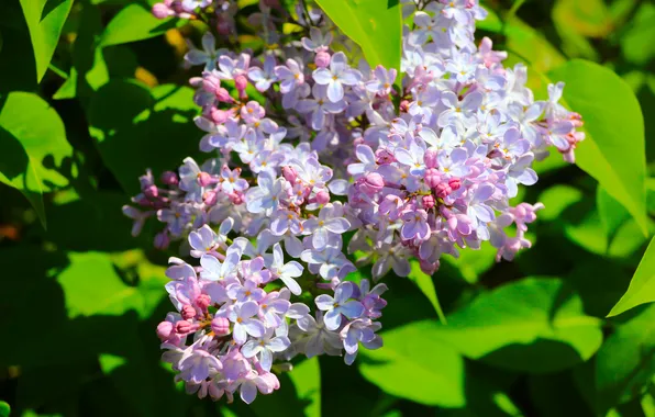 Flower, spring, lilac, blooming