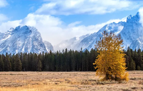 Картинка деревья, горы, ели, вершины, снежные, поле, облака, небо