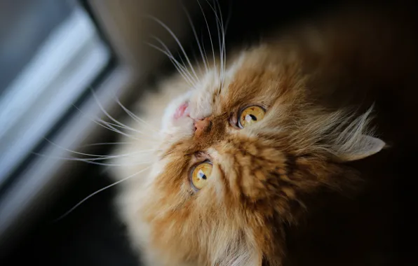 Кошка, кот, усы, взгляд, мордочка, рыжая, персидская кошка