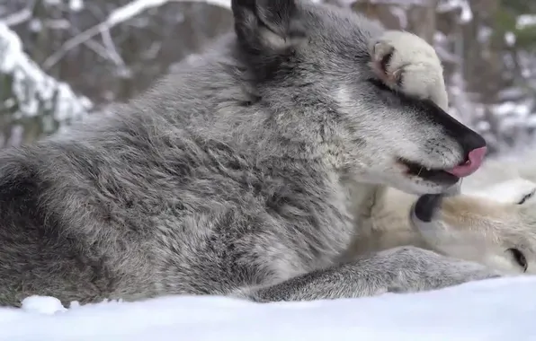 Картинка predator, wolf, portrait, portrait., Canis lupus. face