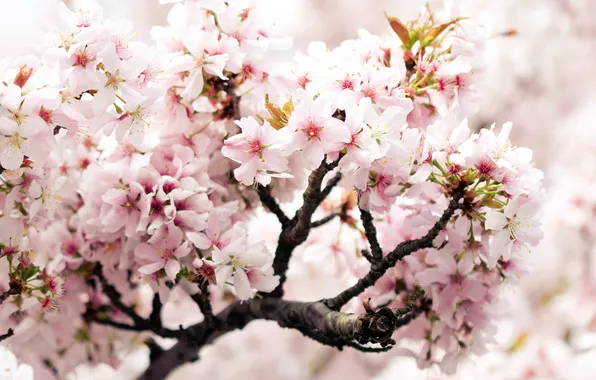 Вишня, розовый, ветка, весна, черешня, цветки, cherry branch