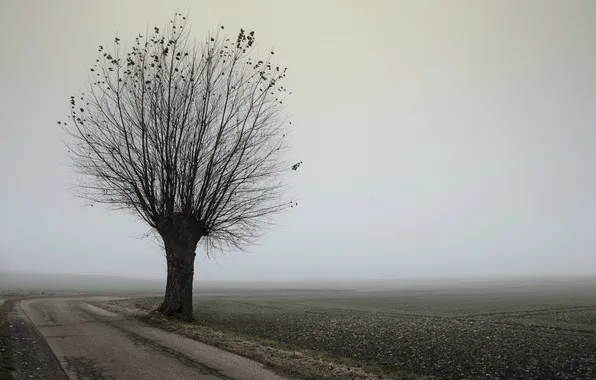 Картинка дорога, пейзаж, туман, дерево