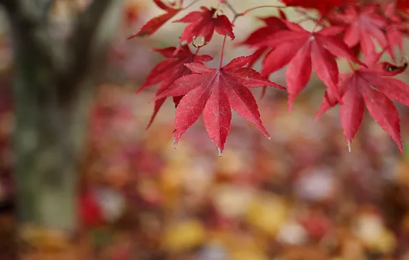 Картинка осень, природа, листва, ветка