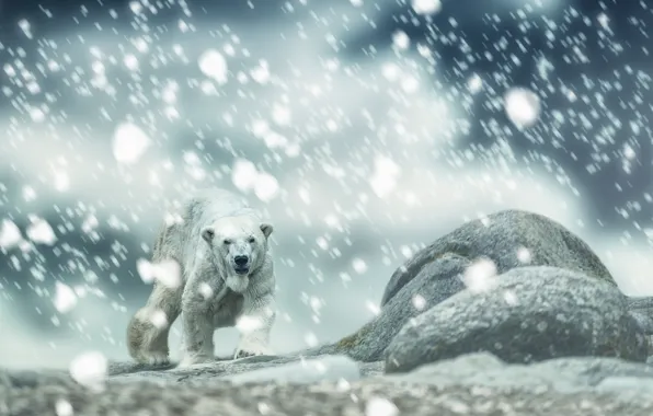 Картинка снег, камни, Полярный медведь, Белый медведь
