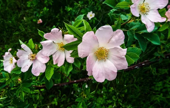 Цветы, Листья, Растения, Flowers, Leaves, Plants