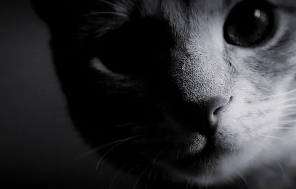 Картинка кошка, глаза, фото, фон, обои, чёрно-белое, шерсть, нос