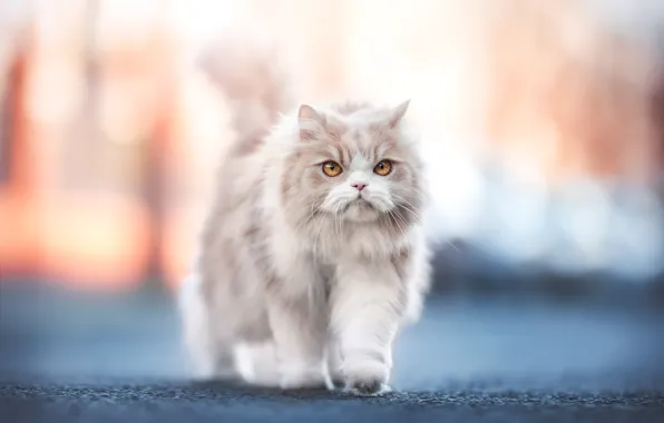 Дорога, кошка, кот, взгляд, морда, свет, котенок, светлый