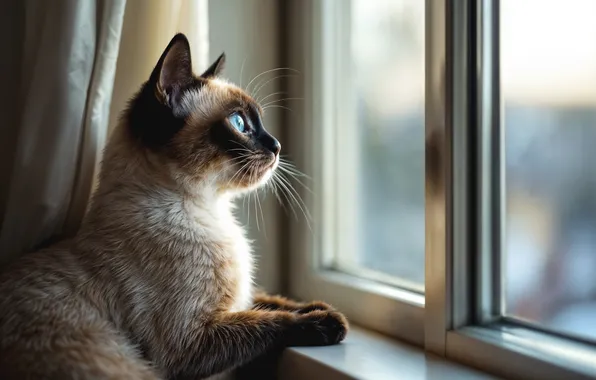 Кошка, кот, взгляд, свет, поза, лапки, окно, подоконник