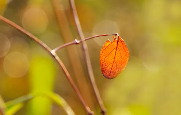 Autumn, leaf, fall, twig