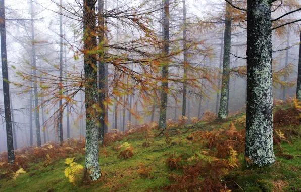 Картинка лес, деревья, пейзаж, природа, туман