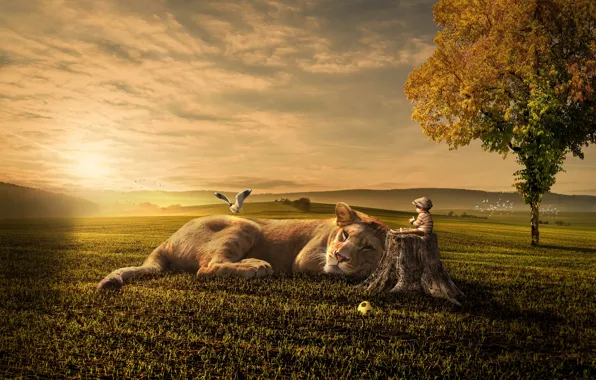 Картинка поле, осень, кошка, небо, трава, солнце, облака, свет