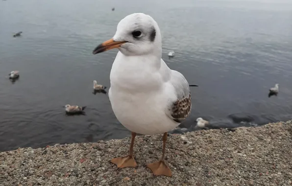 Morze, Ptaki morskie, mewa