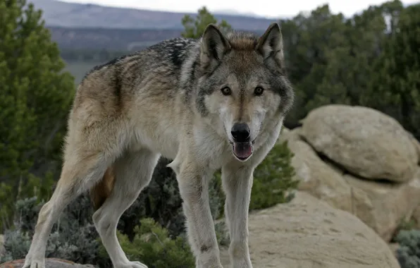 Nature, snow, predator, face, animal, wolf, wildlife, portrait