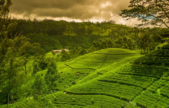Зелень, небо, деревья, тучи, тропики, поля, плантации, Sri Lanka