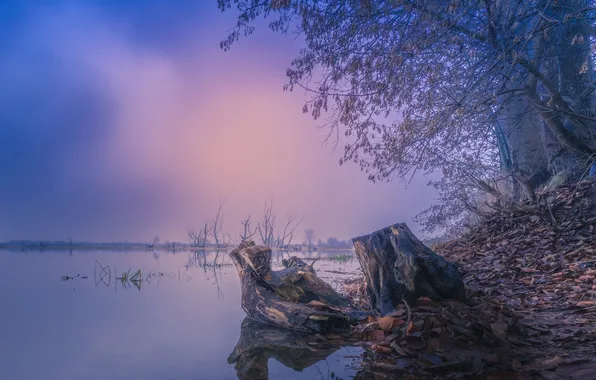Туман, берег, пень, водоем