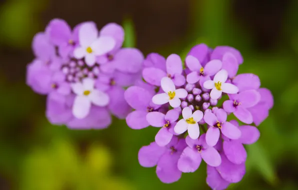 Картинка Макро, Боке, Bokeh, Macro, Фиолетовые цветы, Purple Flowers