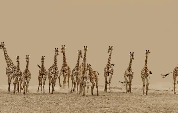 Картинка пустыня, бег, жирафы, Животные