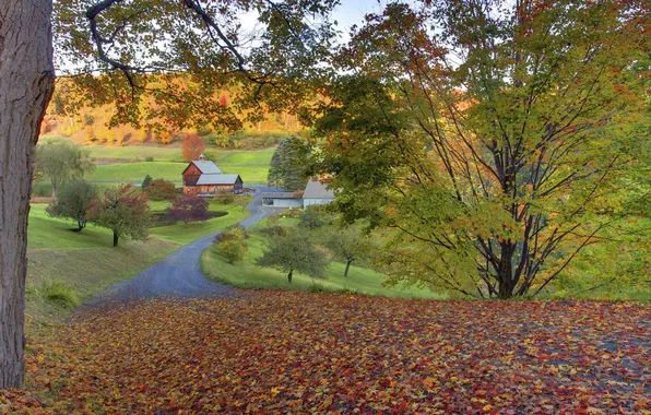 Картинка дорога, осень, листья, деревья, дома