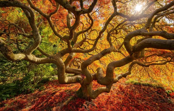 Осень, листья, природа, дерево, краски