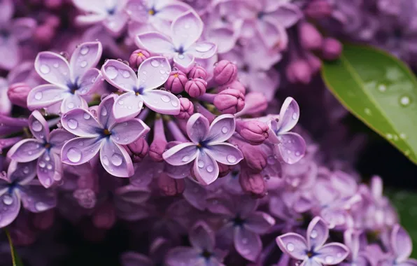 Макро, цветы, природа, весна, цветение, сирень, соцветия, цветущая