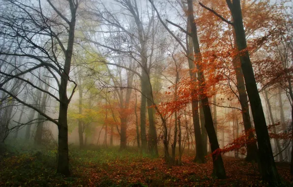 Осень, лес, листья, деревья, туман, утро