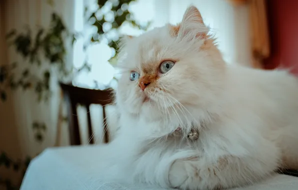 Кошка, кот, перс, пушистая, персидская кошка